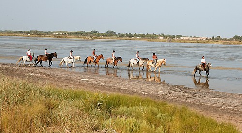 cheval dans la nature