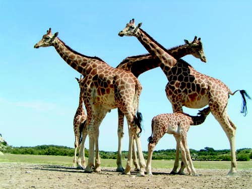 girafes parc animalier de Sigean