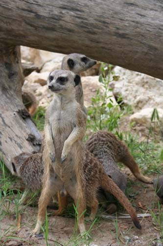 suricate